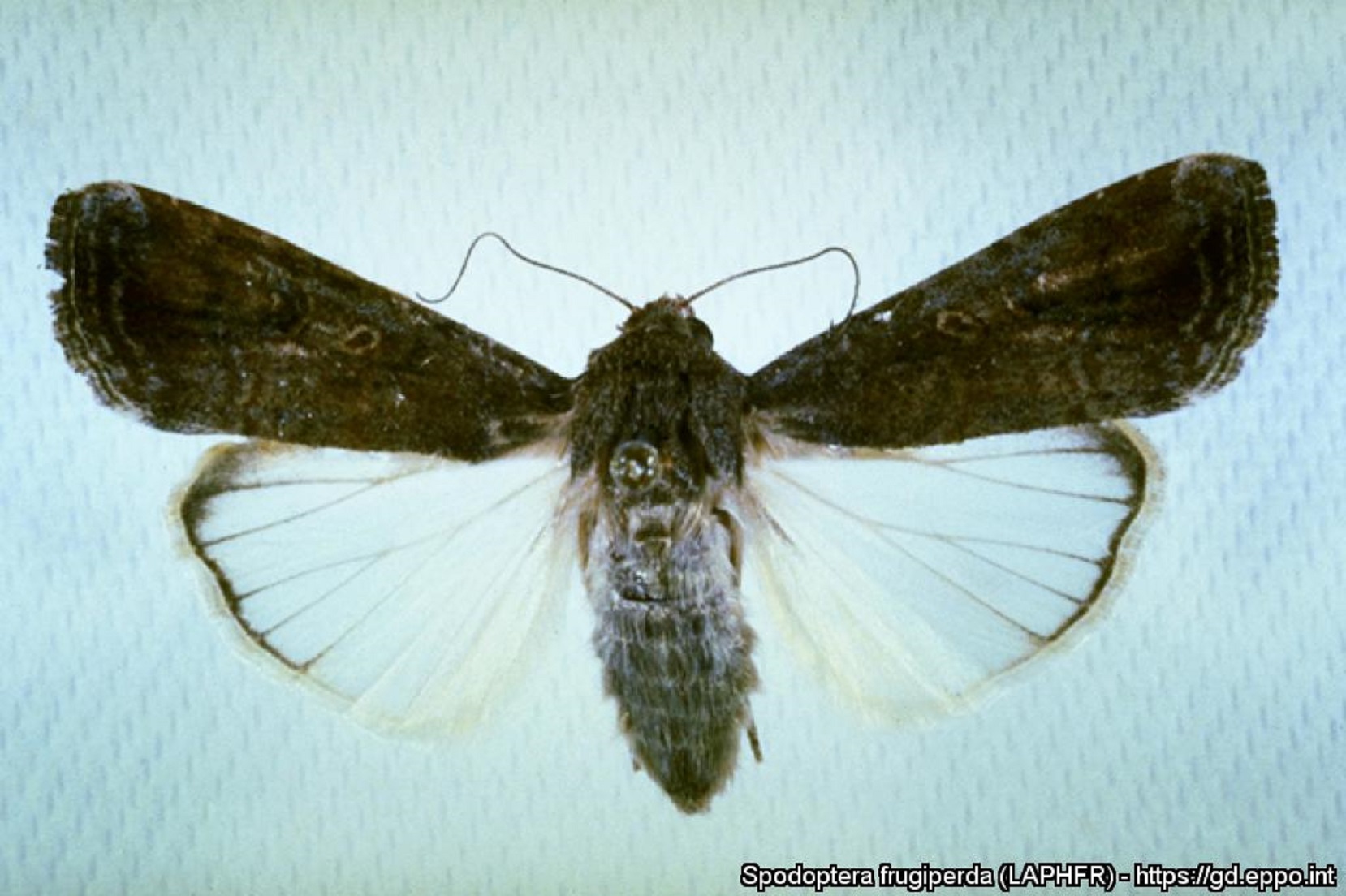 Femmina adulta di Spodoptera frugiperda (Foto di: EPPO Global Database, 2021)