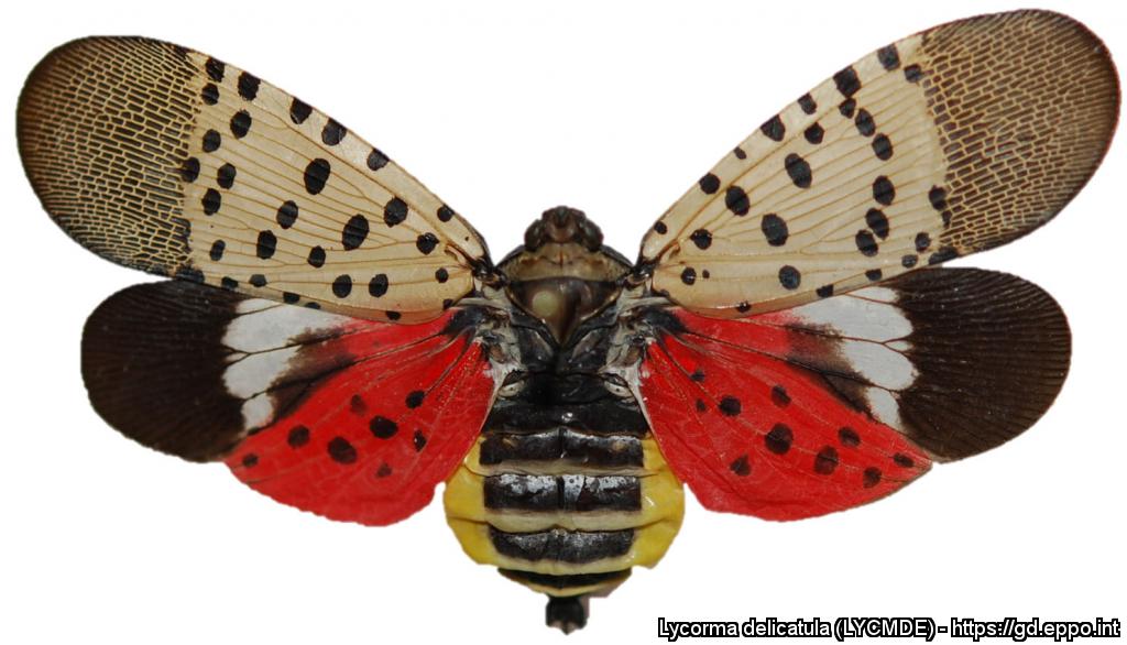Lycorma delicatula