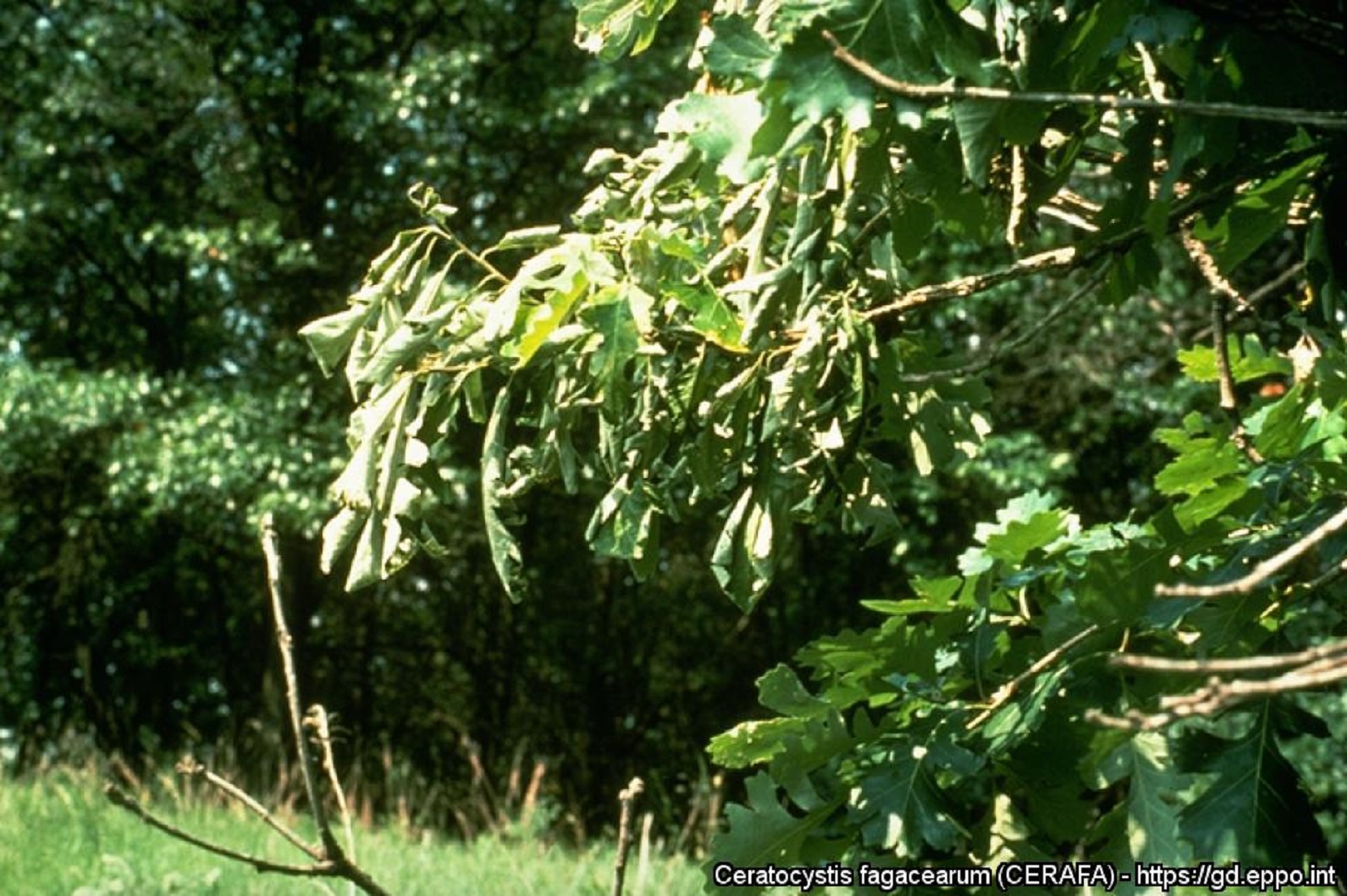 Sintomi fogliari su quercia da Bretziella fagacearum (Foto di: EPPO Global Database, 2023)