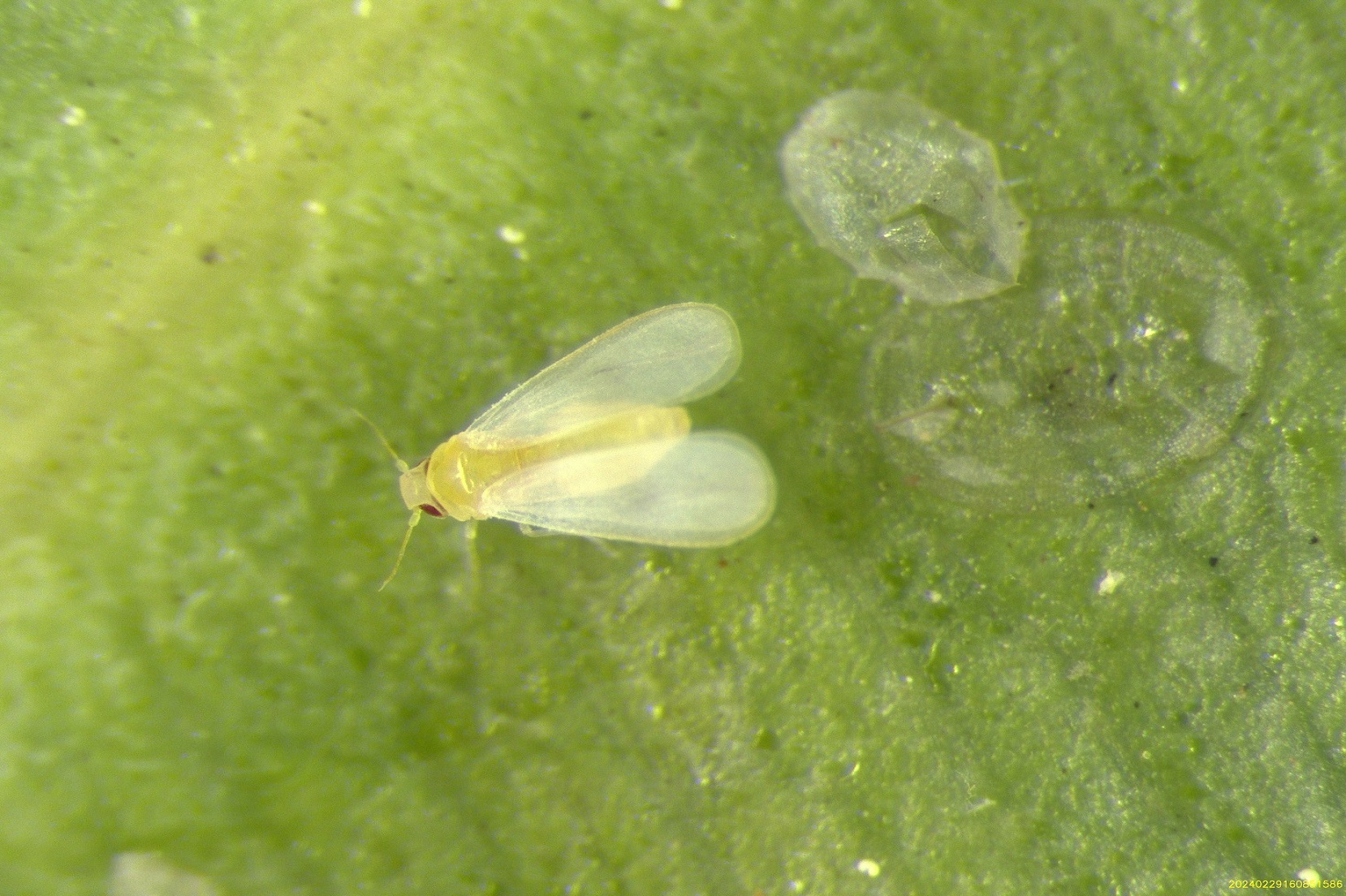 Singhiella simplex