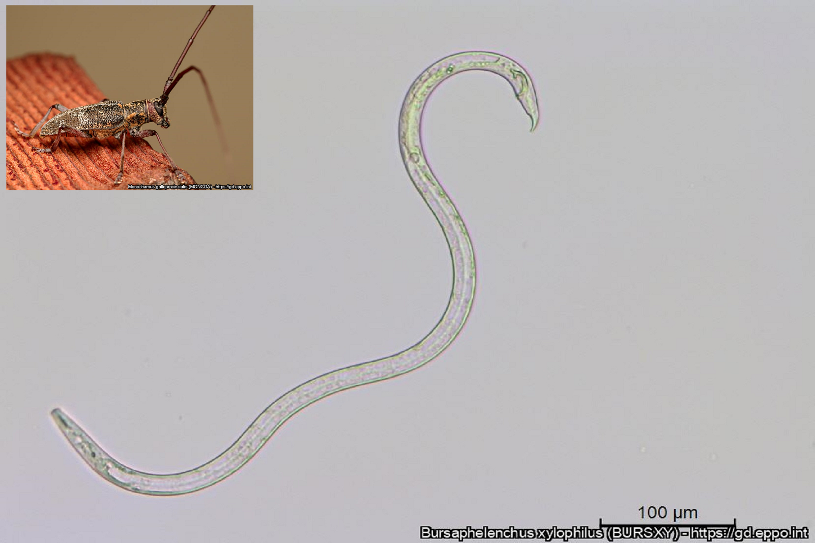 Adulto maschio di Bursaphlenecus xylophilus; in alto a sinistra, adulto di Monochamus galloprovincialis (Foto di: EPPO Global Database, 2024)