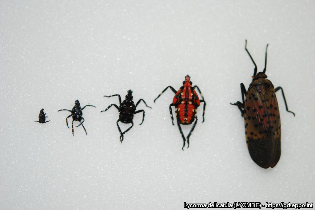 Lycorma delicatula