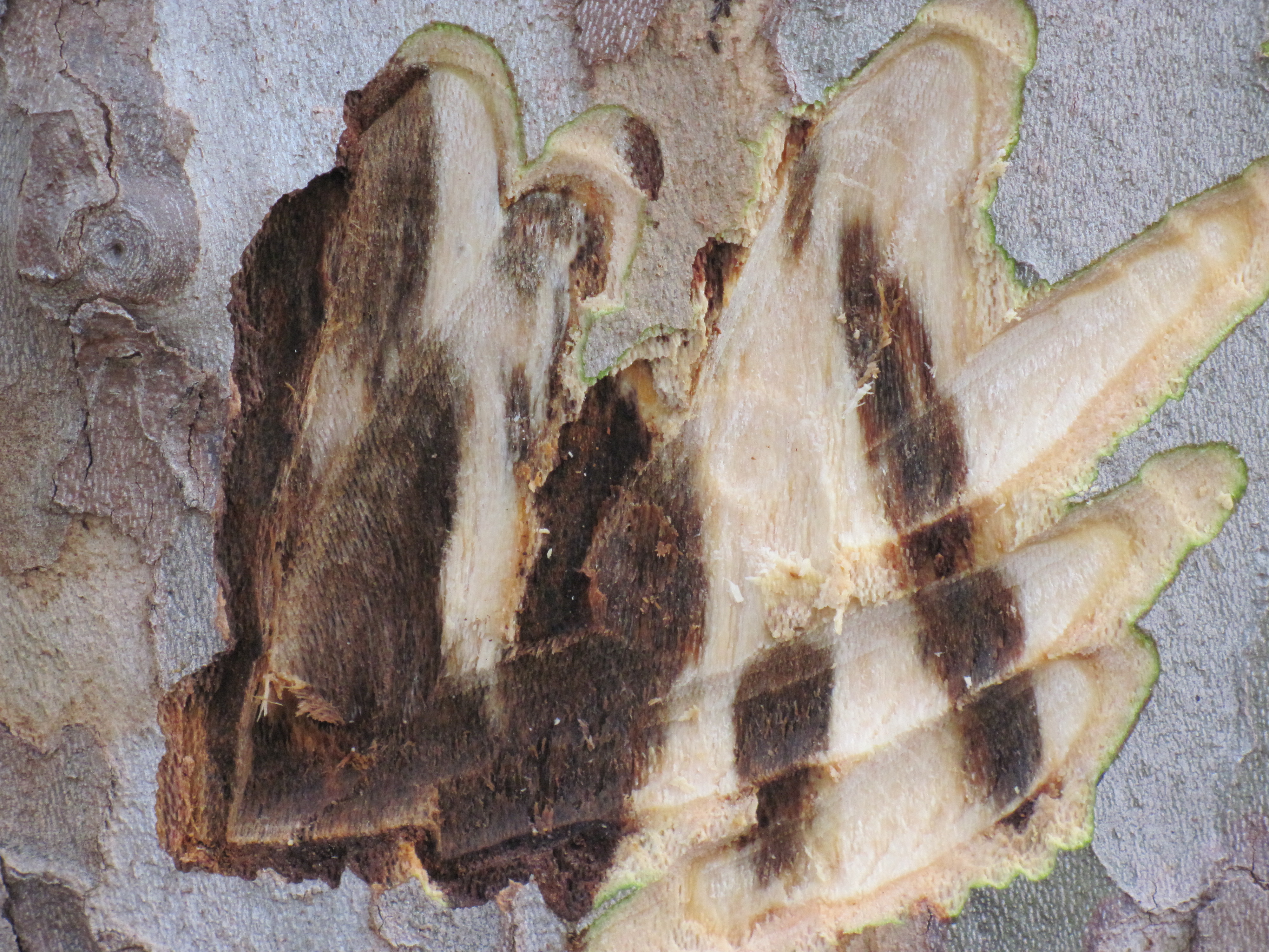 Necrosi sottocorticali da Ceratocystis platani (Foto di: SFR Lombardia)