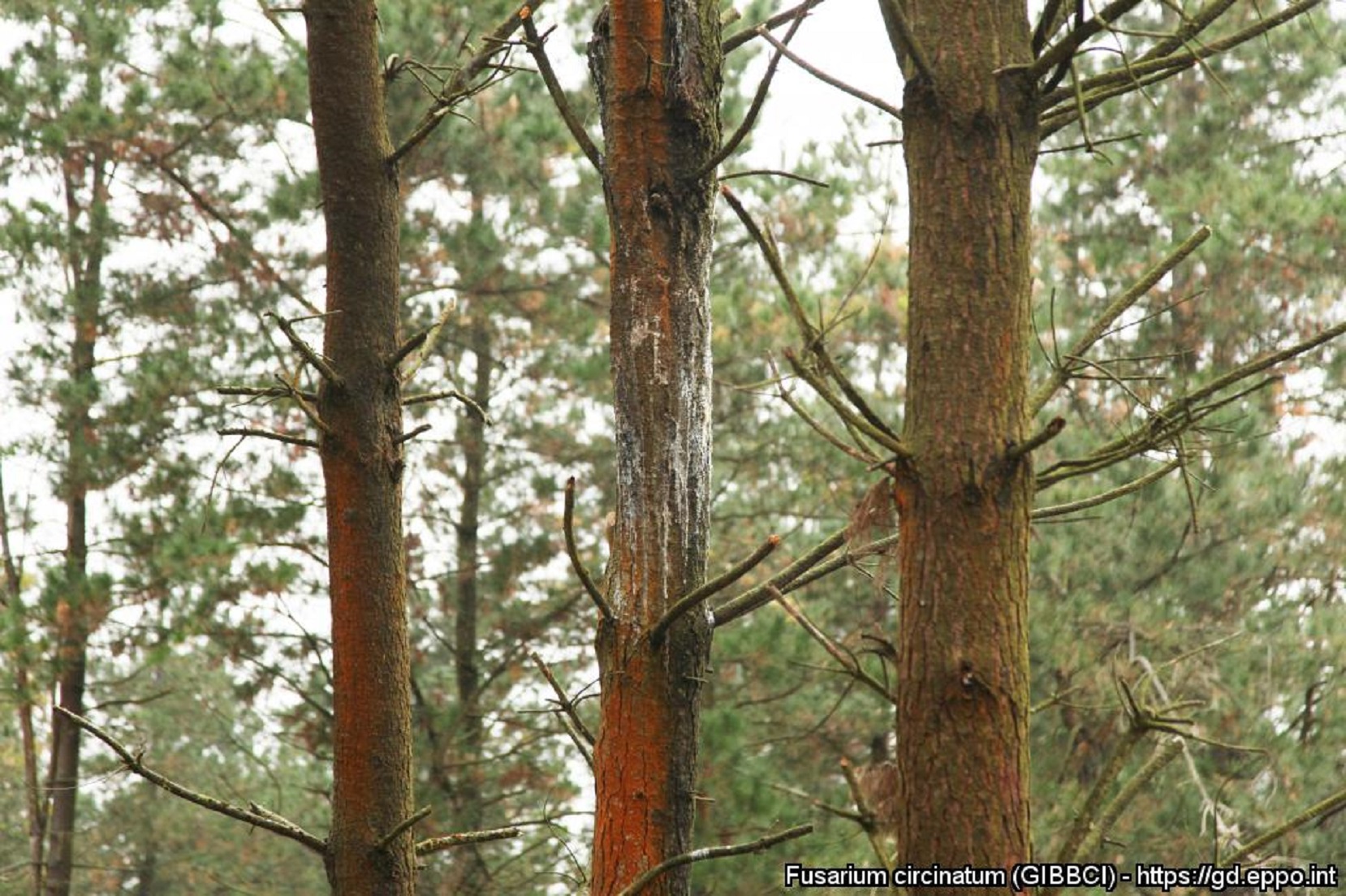Cancro resinoso del pino da Fusarium circinatum (Foto di: EPPO Global Database, 2021)
