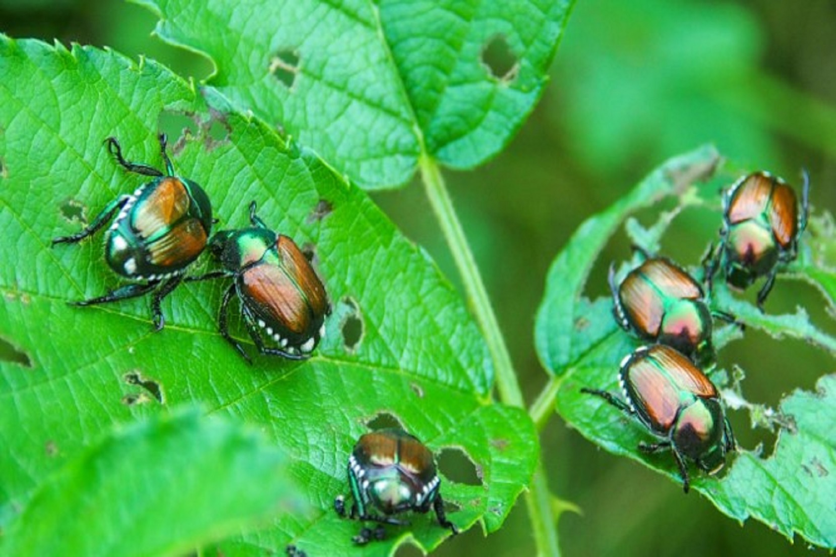Popillia japonica