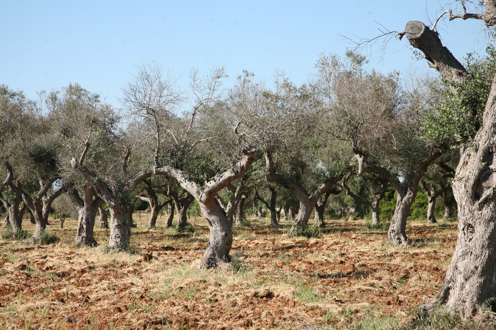 Complesso del disseccamento rapido dell’olivo da Xylella fastidiosa (Foto di: Ministero delle Politiche Agricole Alimentari e Forestali, Mipaaf)