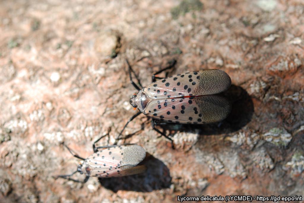 Lycorma