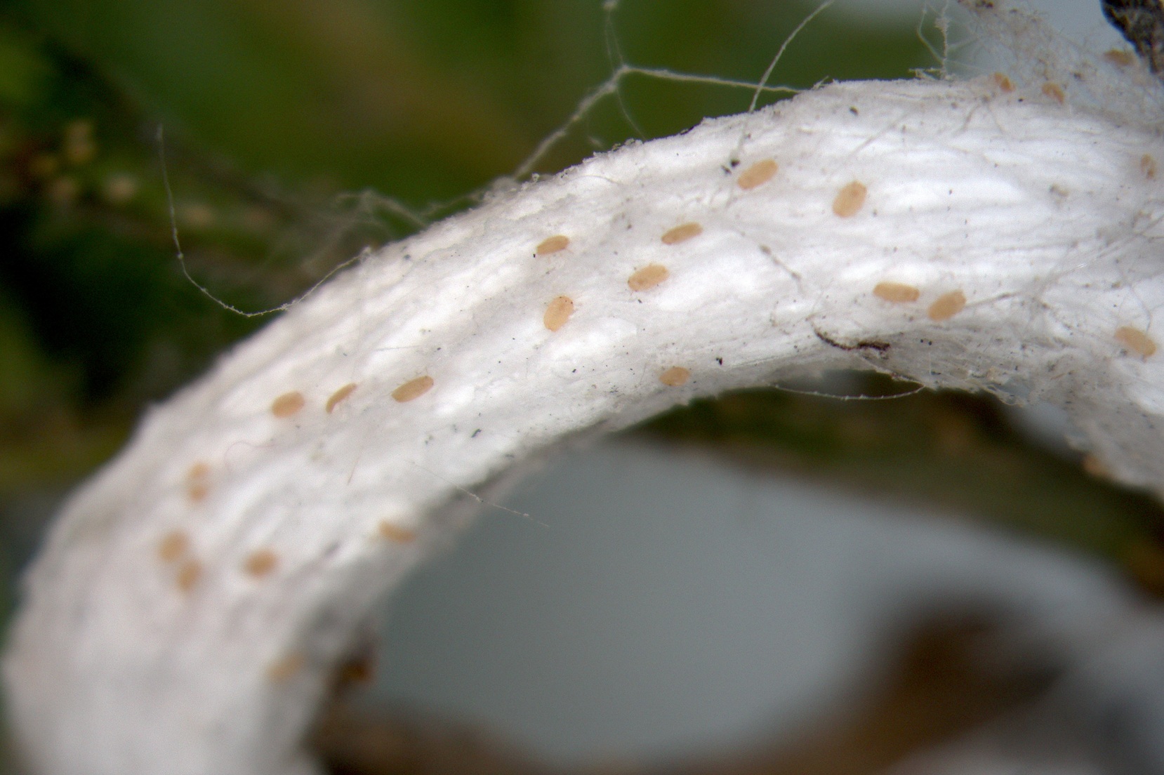 Prime forme mobili di Takahashia japonica (Foto di: Servizio Fitosanitario della Regione Lombardia)