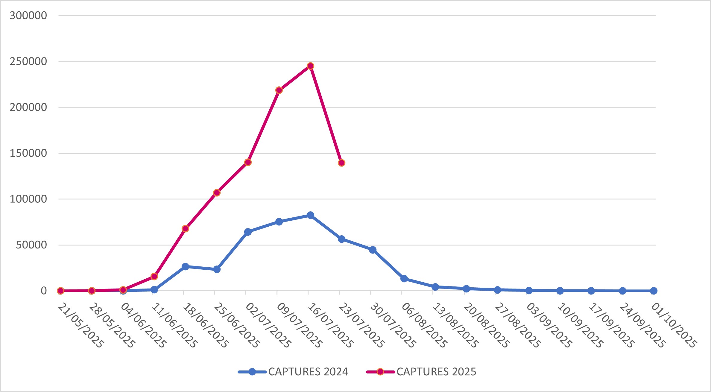 Captures of Popillia japonica in Lombardy Region (years 2024-2025)
