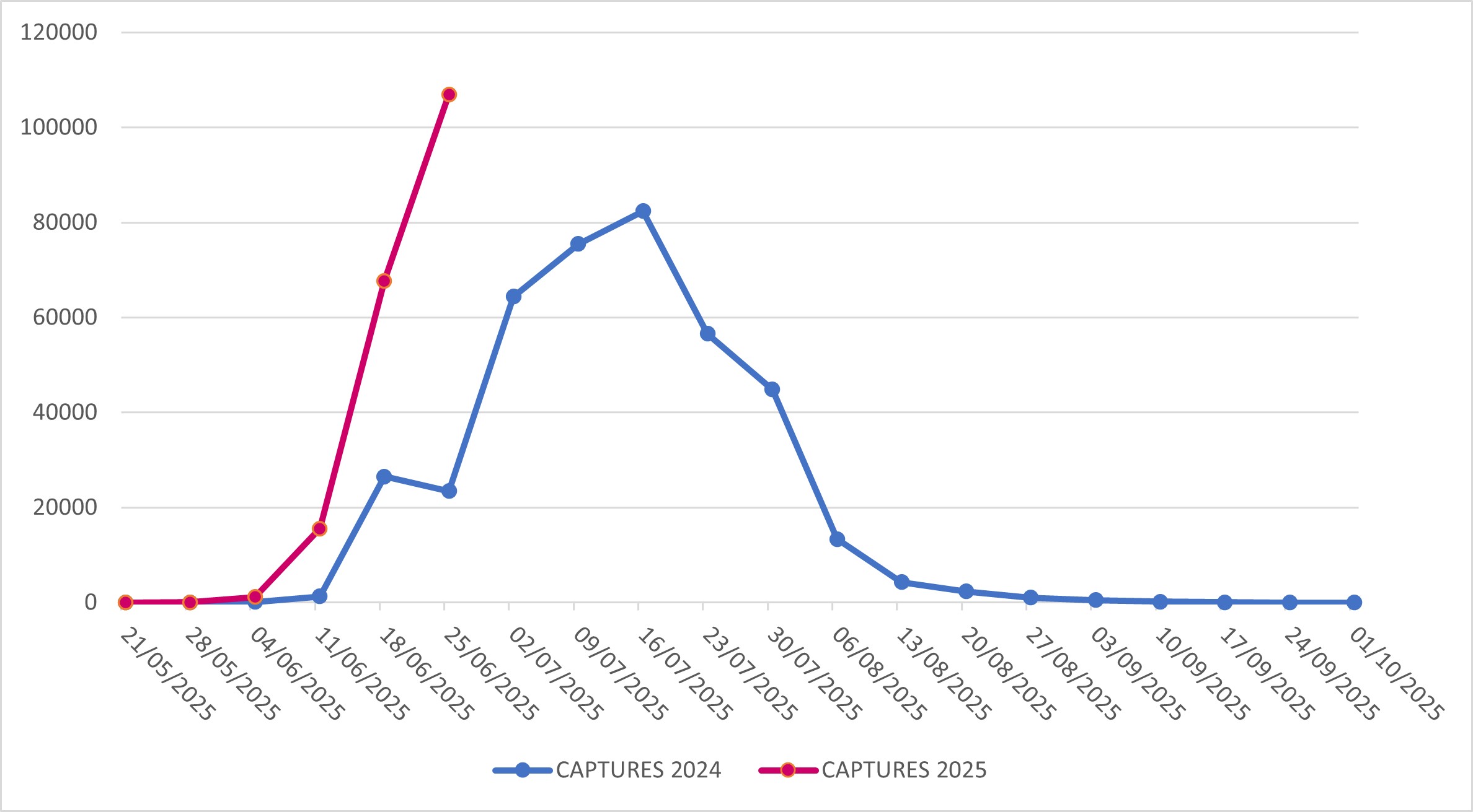 Captures of Popillia japonica in Lombardy Region (years 2024-2025)