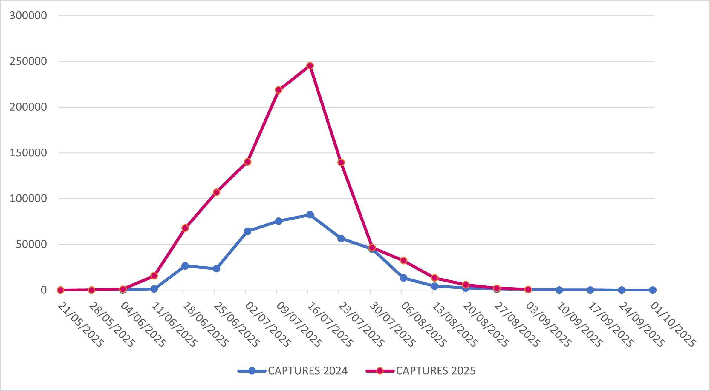 Captures of Popillia japonica in Lombardy Region (years 2024-2025)