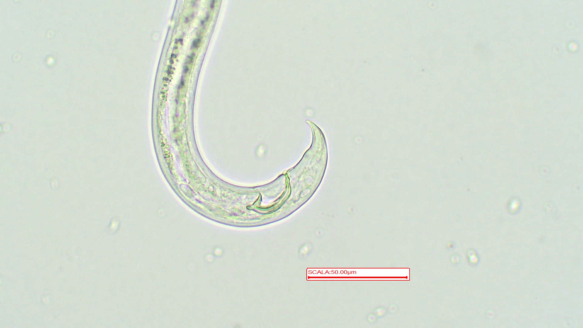 B. xylophilus
