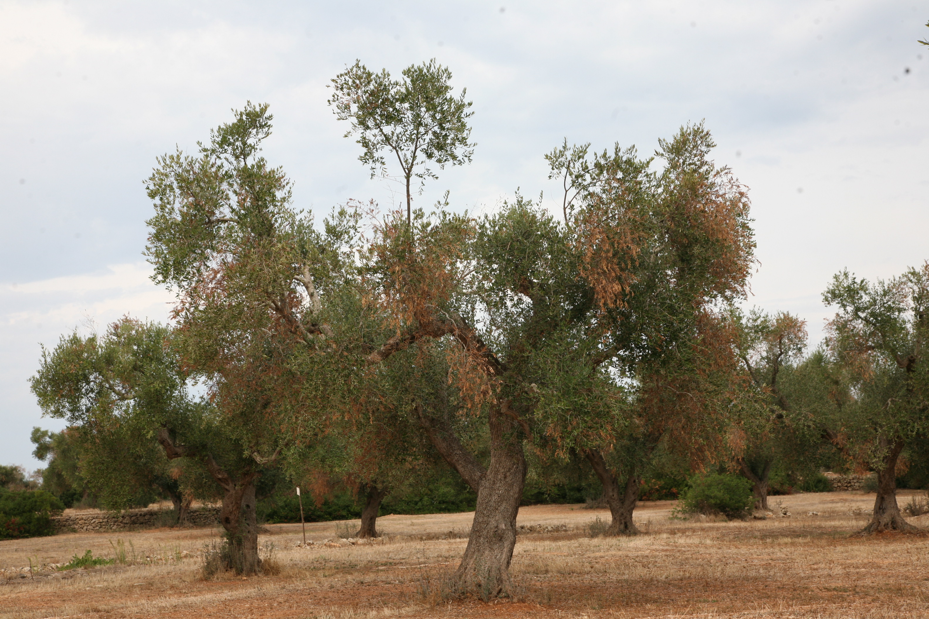 Complesso del disseccamento rapido dell’olivo da Xylella fastidiosa (Foto di: Ministero delle politiche agricole alimentari e forestali)