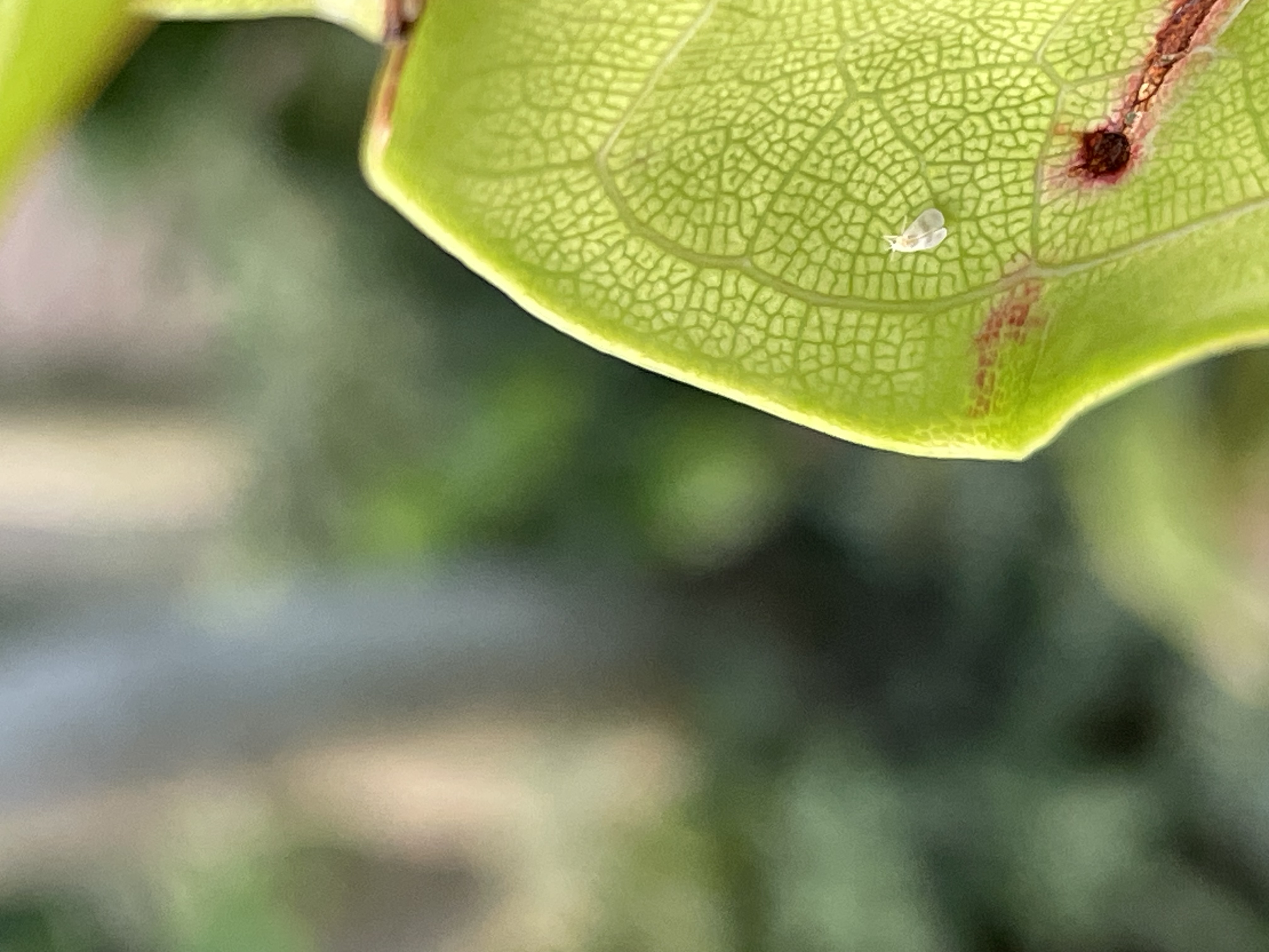 Singhiella simplex_adulto