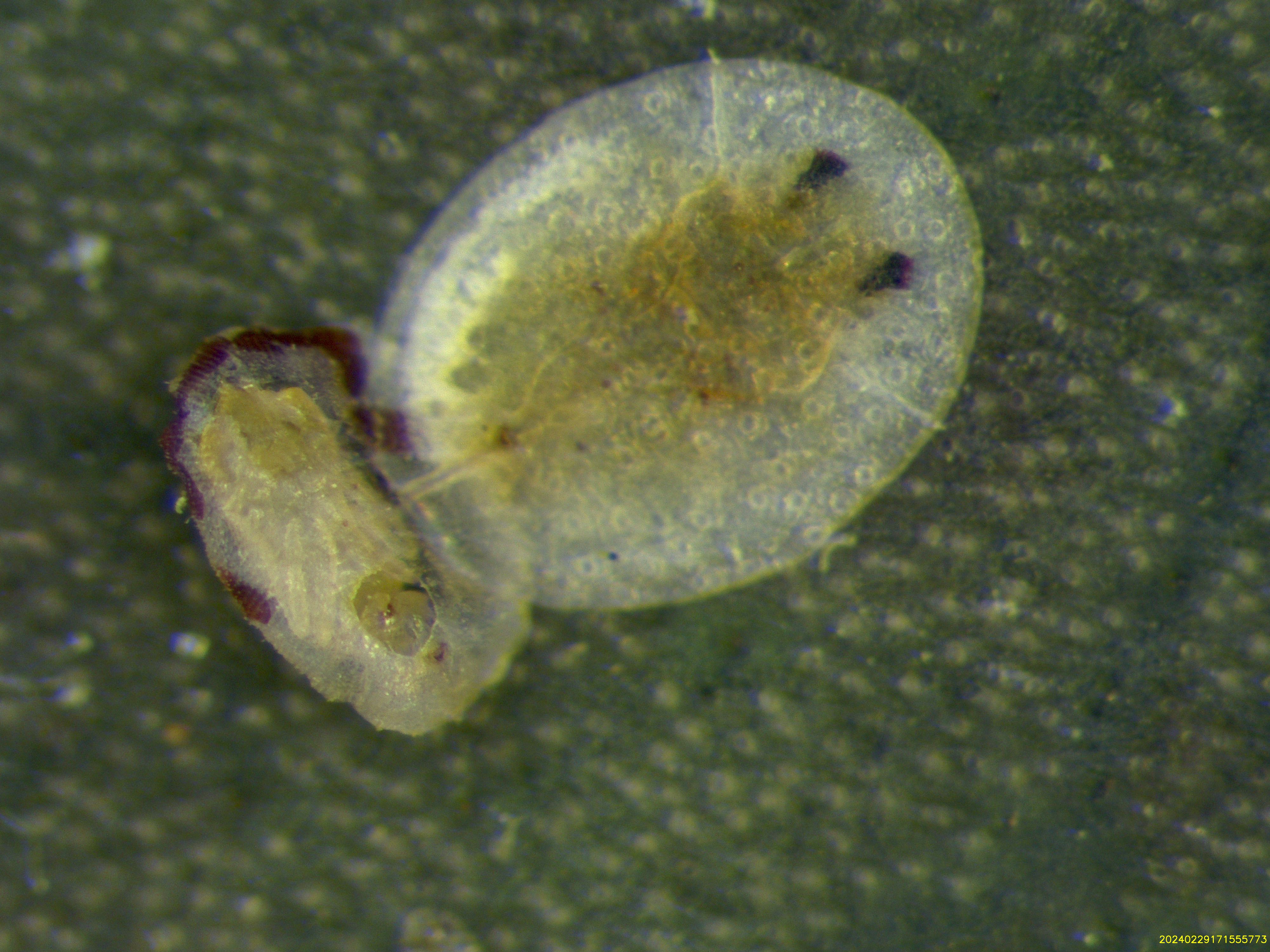Singhiella_forme giovanili