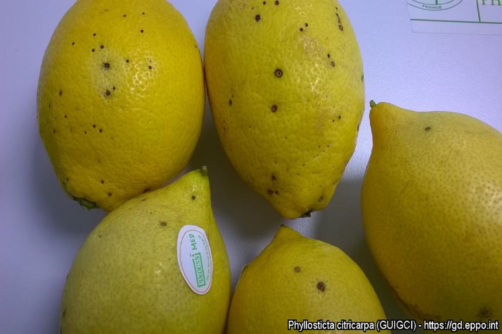 Macchia nera degli agrumi da Phyllosticta citricarpa su limoni importati (Foto di: EPPO Global Database, 2021)