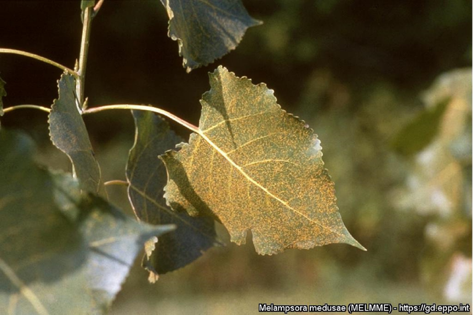 Melampsora medusae sulla pagina inferiore di una foglia di Populus deltoides (Foto di: EPPO Global Database, 2024)