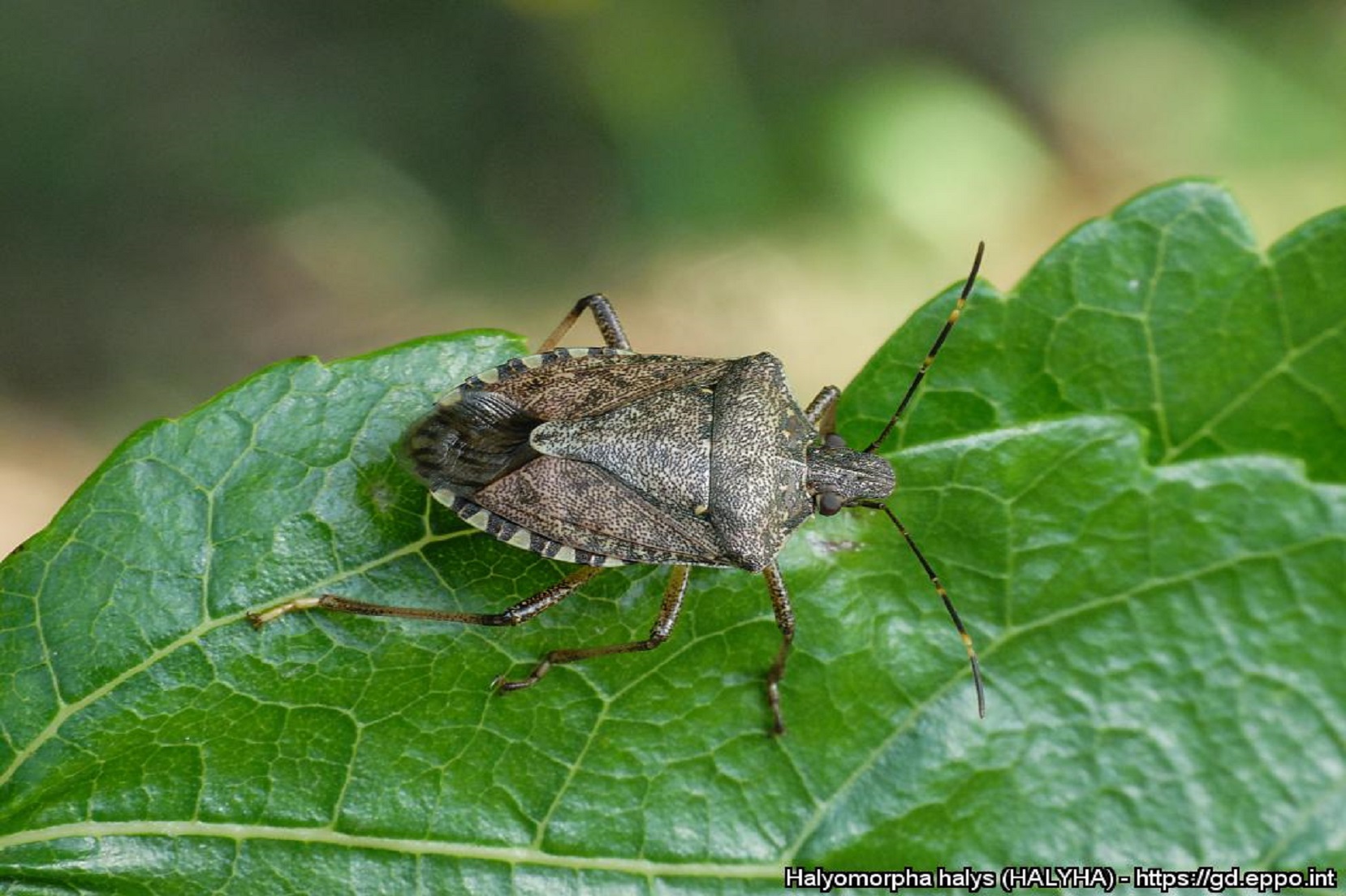 Adulto di Halyomorpha halys