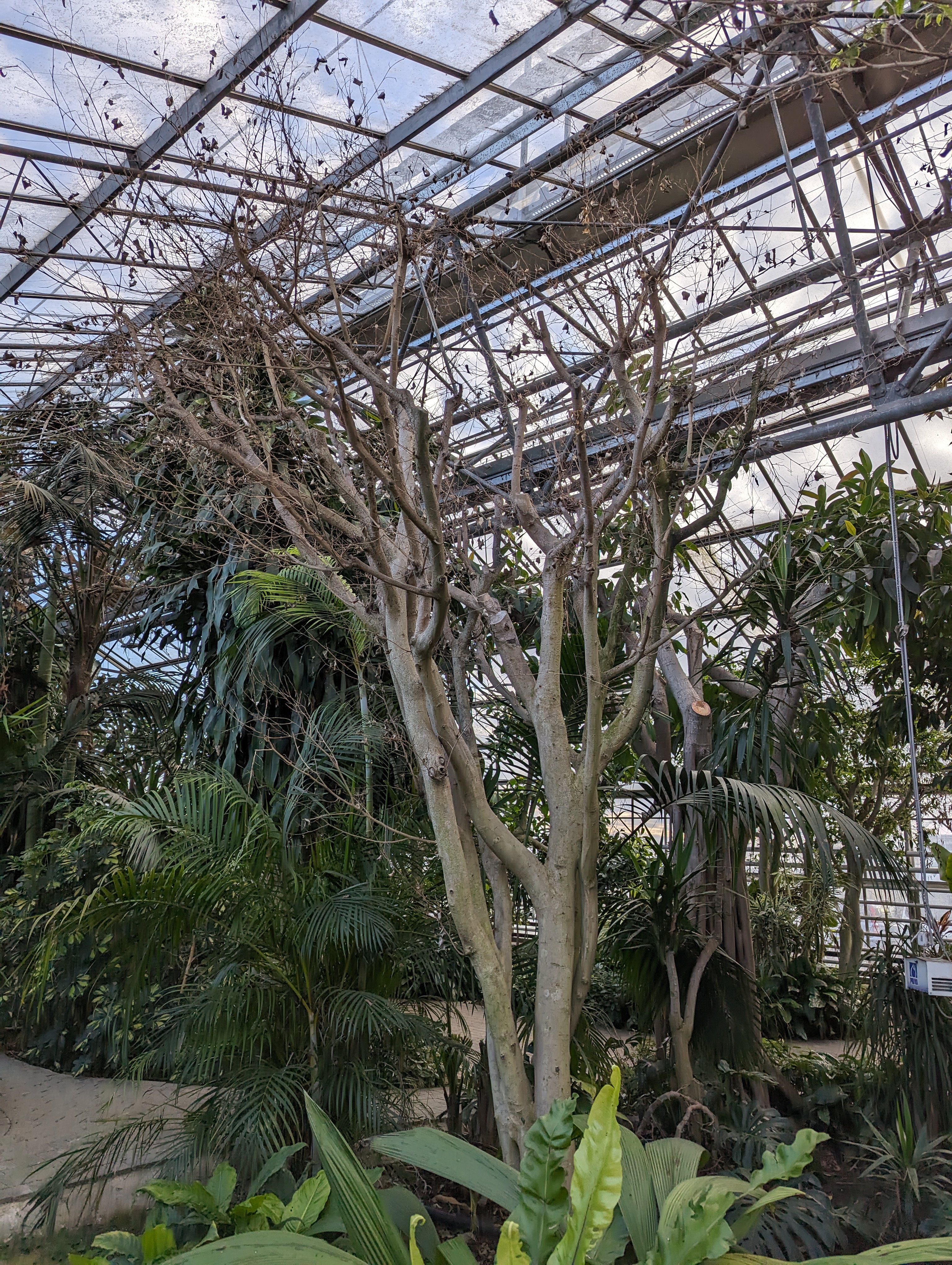 Singhiella simplex su Ficus benjamina