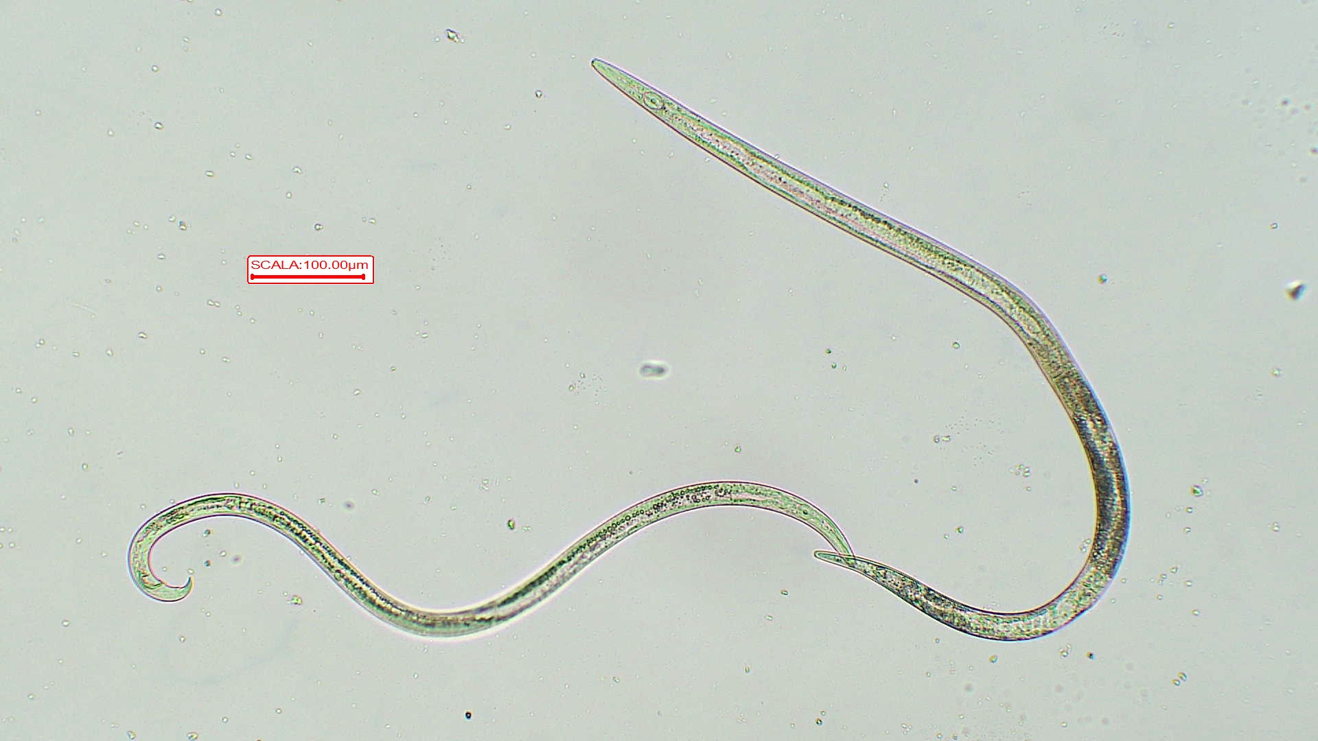B. xylophilus